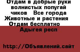 Отдам в добрые руки волнистых попугай.чиков - Все города Животные и растения » Отдам бесплатно   . Адыгея респ.